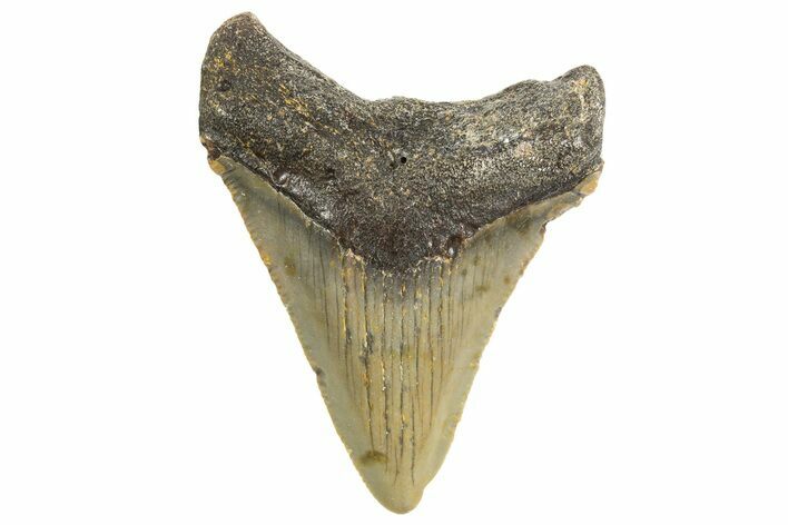 Juvenile Megalodon Tooth - North Carolina #340963